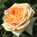 Rose Climbing Alchymist BR