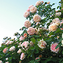 Rose Climbing Alchymist BR