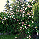 Rose Climbing Alchymist BR
