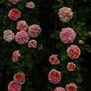 Rose Climbing Alchymist BR