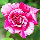 Rose Ferdinand Pichard BR x2