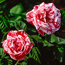 Rose Ferdinand Pichard BR x2