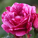 Rose Ferdinand Pichard BR x2