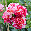 Rose Ferdinand Pichard BR x2