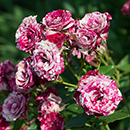 Rose Ferdinand Pichard BR x2