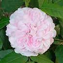 Rose Jacques Cartier BR