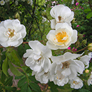 Rose Rambling Rector BR