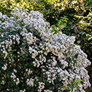 Rose Rambling Rector BR x2