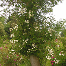 Rose Rambling Rector BR x2