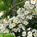 Rose Rambling Rector BR x2