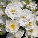 Rose Rambling Rector BR x2