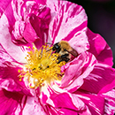 Rose Rosa Mundi BR