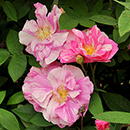 Rose Rosa Mundi BR x2