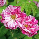 Rose Rosa Mundi BR x2