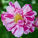 Rose Rosa Mundi BR x2