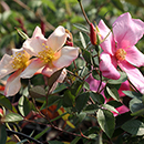 Rose x odorata Mutabilis BR x2