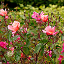 Rose x odorata Mutabilis BR x2