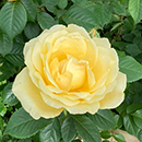 Rose Alfie Boe Standard 110-115cm BR