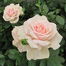 Rose Chandos Beauty Standard 110-115cm BR