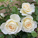 Rose Cream Abundance Standard 110-115cm BR