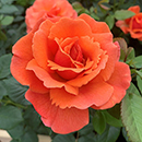 Rose Easy Does It Standard 110-115cm BR