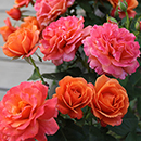 Rose Easy Does It Standard 110-115cm BR