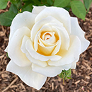 Rose Mary Berry Standard 110-115cm BR