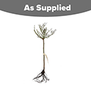 Rose Spirit of Britain Standard 110-115cm BR