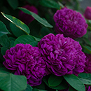 Rose De Rescht Standard 110-115cm BR