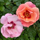 Rose Historic Royal Palaces Rose C BR