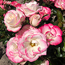 Rose of the Year 2027 'Art Deco'