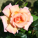 Rose Clg Compassion BR