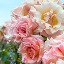 Rose Clg Compassion BR