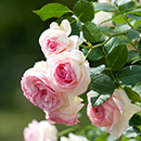 Rose Clg Eden 88 BR