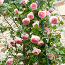 Rose Clg Eden 88 BR