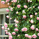 Rose Clg Eden 88 BR