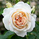 Rose Clg Penny Lane BR