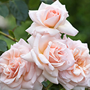 Rose Clg Penny Lane BR