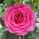 Rose Mum You are one in a million BR