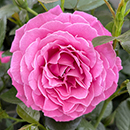 Rose Mum You are one in a million BR