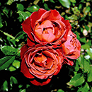 Rose Hot Chocolate BR