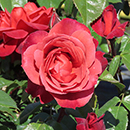 Rose Hot Chocolate BR