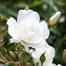 Rose Iceberg BR