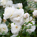 Rose Iceberg BR