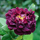 Rose Tuscany Superb BR