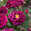 Rose Tuscany Superb BR