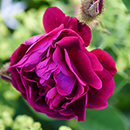 Rose Tuscany Superb BR