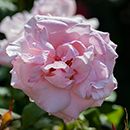 Rose Julia's Rose BR