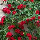Rose Clg Etoile de Hollande BR