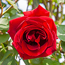 Rose Clg Etoile de Hollande BR